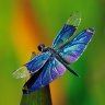 dragonfly10