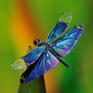 dragonfly10